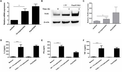 Trichomonas vaginalis Induces Production of Proinflammatory Cytokines in Mouse Macrophages Through Activation of MAPK and NF-κB Pathways Partially Mediated by TLR2